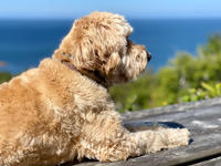 Multigenerational Dogs Days Event