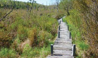 Walk at Hawley Bog