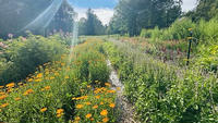 Meet Your Local Plant Allies: A Garden Walk with Hannah Mora